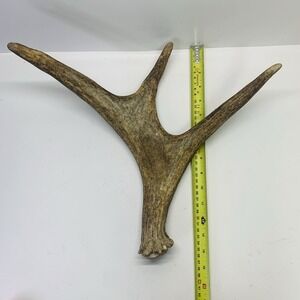 Naturally Shed Wild Moose Antler Horn Knife Carving Dog Chew Taxidermy Craft DIY